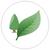 Efeu hat starke Blätter | Blatt | Gardline